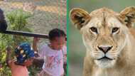 Lion charges at children at zoo, Mzansi netizens slam cameraman for missing the incident in video