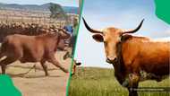 "Can men face a cow?": Mzansi amazed by Eastern Cape gent playing dead to avoid charging cow