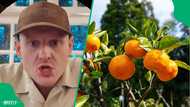 "Who's heard of these?": British man's mispronunciation of naartjie humours South Africa