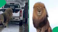 "Why is it not coming for you?": Viral video of a man feeding a lion leaves SA peeps in disbelief