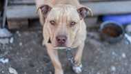 Over 120k South Africans sign petition to ban pit bulls, says owners should be held responsible