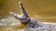 "Poor sweet girl": Mzansi in disbelief after a Limpopo woman was killed by a crocodile while washing laundry