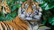 Sheba the tiger euthanised for public safety, South Africans want the owner held accountable: “Owner must pay”