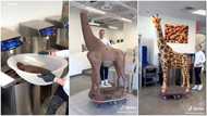 "Will he later eat it?": Reactions as man uses chocolate to build a giraffe in video, shows how he did it