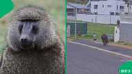 "I’d have anxiety": Baboons roam Cape Town streets after mountain fires, SA reacts to viral video