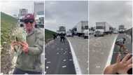 Transit van scatters dollars on the road, people abandon their cars to pick money