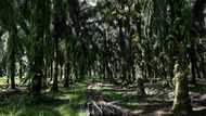 Bitter harvest: Malaysian palm oil farmers face labour crunch