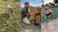 Man raised African lion since it was cub shares viral TikToks about love for wild beast, internet amazed