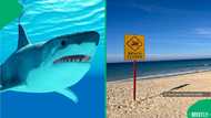 Critical shark attack at Sydney beach triggers emergency response and closures