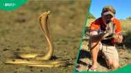 "I’m not mentally equipped": SA scared hearing snake catcher's safety tip for cobra encounters