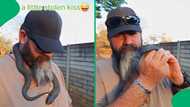 "Stolen kiss": Brave Afrikaans snake handler kisses rinkhals, gives Mzansi the heebie-jeebies