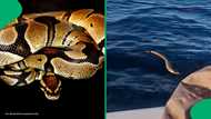 "This is a first": Fisherman rescues a python in deep KwaZulu-Natal sea, SA shocked