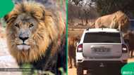 "Poverty saves me": Wild lions ambush car, and one climbs bonnet at game reserve, SA stunned