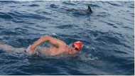 Dolphins Protect Swimmer From Hungry Shark By Forming Circle Around Him