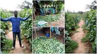 Man dumps university certificate, ‘picks up hoe’ & starts farming, his cucumber harvest wows many