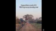 "They will deal with you": Limpopo runner bumps into pack of wild dogs on morning run