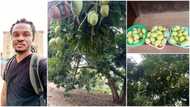 "Tree of Life": Photos show amazing mango tree that bears 10 000 fruit a year