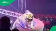 Tiger escapes into circus crowd after barrier collapses but no injuries are reported