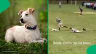 "He even does a Cheslin Kolbe move": School rugby game interrupted by an active dog, SA in stitches