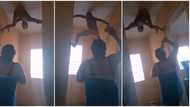 Boy sticks to wall like Spiderman to escape being dealt with by mum, she couldn't get him, video goes viral