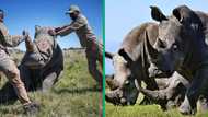 White Rhino killed at Hluhluwe-Imfolozi game park in KZN, 1 suspected poacher arrested