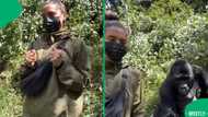 Close gorilla encounter leaves tourists frozen during unforgettable Uganda safari