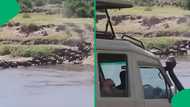 "New nightmare unlocked": Safari vehicle plunges into crocodile-infested Mara River, SA stunned