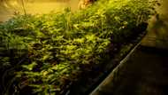 Spanish court opens probe into cannabis 'Ponzi scheme'