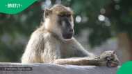 Expert gives safety tips after baboon on the loose in Northcliff, Gauteng still unaccounted for