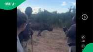 "Hey hamba!": Mzansi's rhino whisperer stops charging rhino at nature reserve