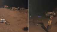 African woman strolls by pack of hyenas with ease, TikTok of wild animals looking nervous around her goes viral with 9.2M views