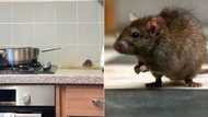 Mouse sprinting in UK woman's kitchen gets 4.5M TikTok views, video of rodent scurrying past has internet laughing