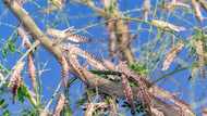 Swarm of brown Locusts descend across the Northern Cape, 1st outbreak of the season