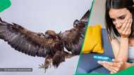 Massive golden eagle tries to fly off with 8-year-old girl, netizens stunned: "Her cry is painful"