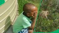 Toddler's lollipop snatched by monkey in hilarious garden encounter in TikTok video