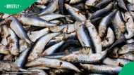 Pilchard herpesvirus detected in Western Cape sardines for the first time, DFFE confirms