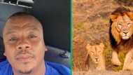 Limpopo man plays with lion at game lodge in TikTok video, Mzansi jokes