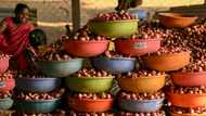 India's onion farmers cry foul at politicians' price recipe