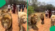 Family walks 3 lions in TikTok video amuses Mzansi as group gets nervous