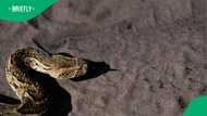 Urgent snake warning for Cape Town after 7 puff adders are found