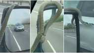 Grass serpent: Video of very long snake clinging to driver's wing mirror as he travels full speed stirs reactions