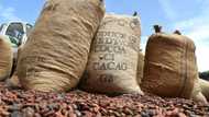 I. Coast, Ghana ease tug-of-war with buyers over cocoa prices