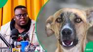 Sol Phenduka reacts to Nigeria's dog meat industry that has operated for over 30 years