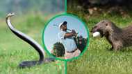 Mzansi laughs at cobra snake and mongoose fighting on a golf course, TikTok video goes viral