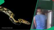"It's why he has money": Man brings snake to ATM, sparks speculations with video of snake around neck