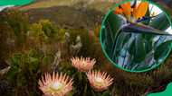 Top 20 most beautiful South African flowers you need to see