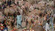 Fewer buyers for Eid camels as Pakistanis count the rupees