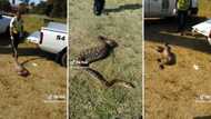 Massive snake caught in estate in KZN, after eating monkey, TikTok video leaves people with wide eyes