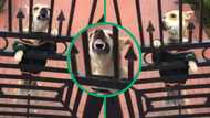 TikTok video of Johannesburg dog wearing jersey in snowy weather has Mzansi in stitches after man clowns it