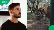 SA lodge saves tigers from alleged tiger bone trade after movie shoot
